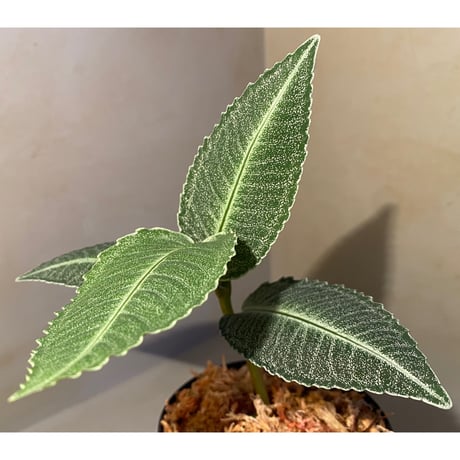 Ardisia sp. from Raub Pahang