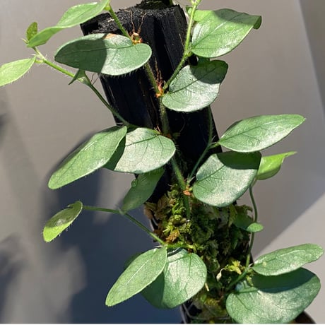 Ficus sp. from Murung raya [LA0515-05]