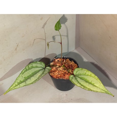 Cissus sp. "Padang" Sumatra barat [TB]