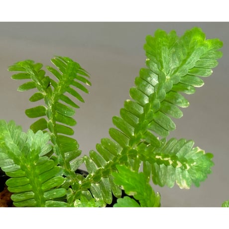 Selaginella sp. バリエガータ from "Nanga pinoh" [TB]