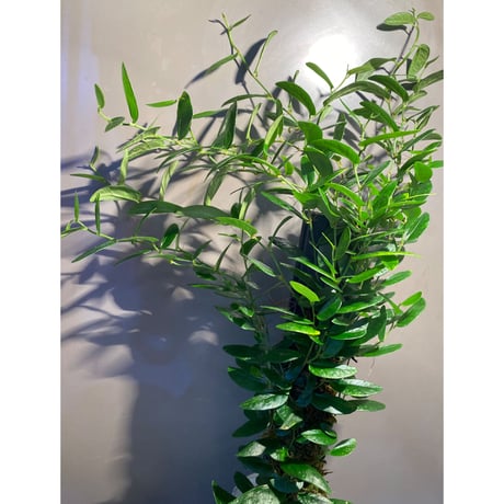 Ficus sp. from Bau