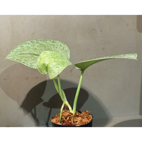 Scindapsus sp. "Silver Cloud"