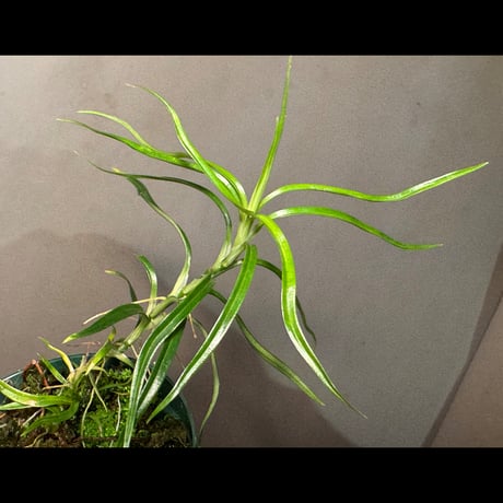 Freycinetia sp. from 2000m Genting Highland