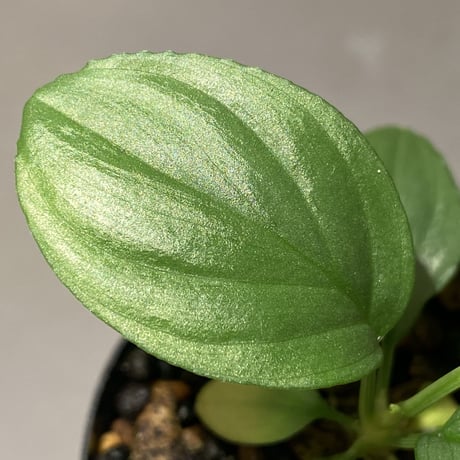 Homalomena sp. "Kayu Lapis" White Kal-barat [TB]