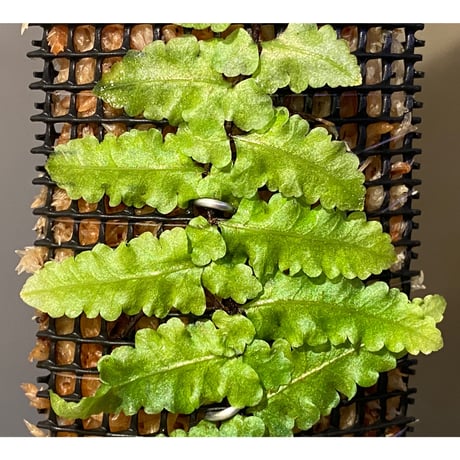 Teratophyllum "Birdwing-fern" from Bentong [AZ0117-3]