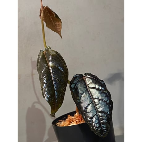 Pterisanthes sp. from Sidikalang [R0817-01c]