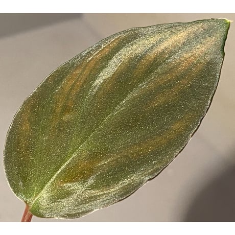Homalomena sp. Air terjun Resun Pulau Lingga [AZ0811-1]
