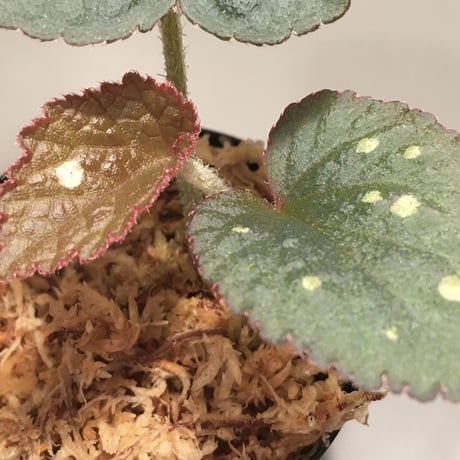 Begonia sp. fromTuyen Quang [YH1117]