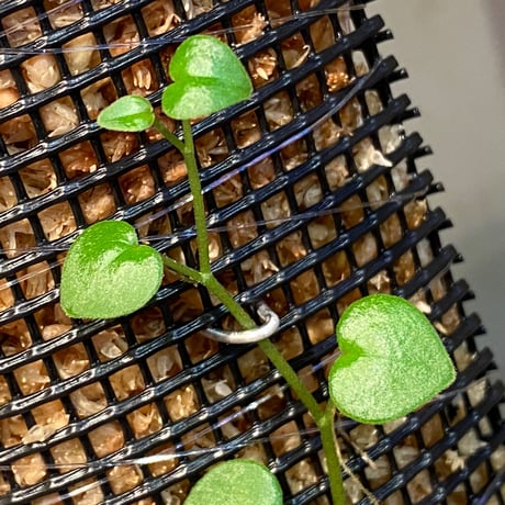 Peperomia sp. from Choco Colombia [tanakay]