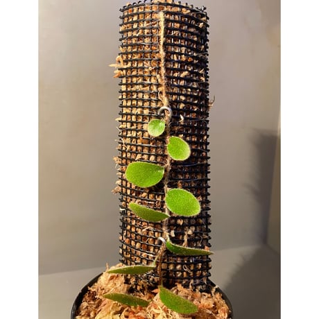 Pyrrosia nummularifolia from Santa Fe Luzon Philippines [KSB]