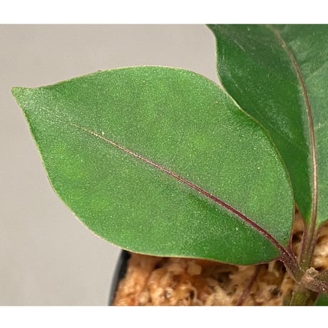 Miconia aff. gauco  from Ecuador