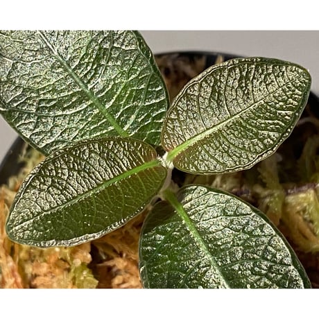 Ophiorrizha sp. from Sanggau Kalimantan