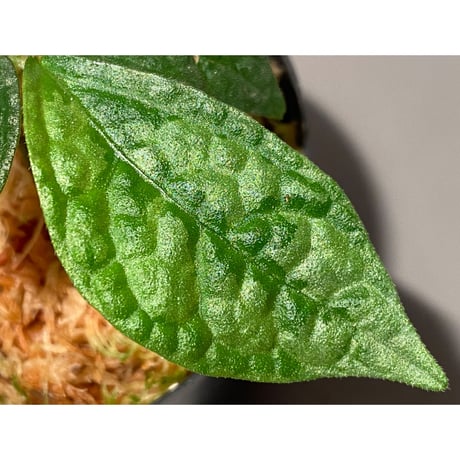 Elatostema sp. (Sri Lanka?)