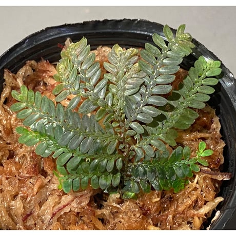 Selaginella picta