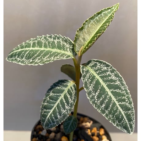 Ardisia sp. from Sumatera barat [TB]
