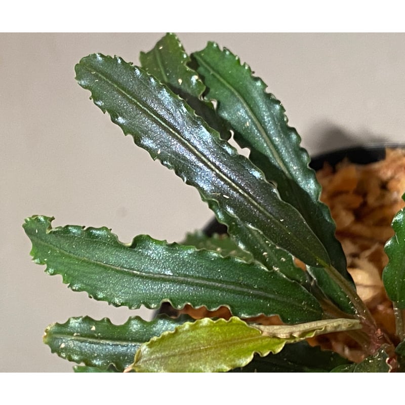 大株) Bucephalandra sp. from 大株) Bucephalandra sp. from