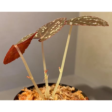 (３芽立ち) Begonia variabilis from Khao Luan Thailand [TK]
