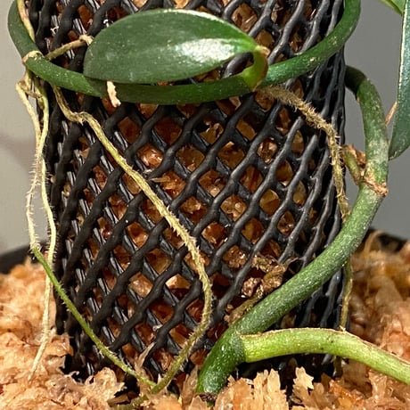 Schismatoglottis sp. "Narrow" from Kpg Lui Muda [AZ0412-3]