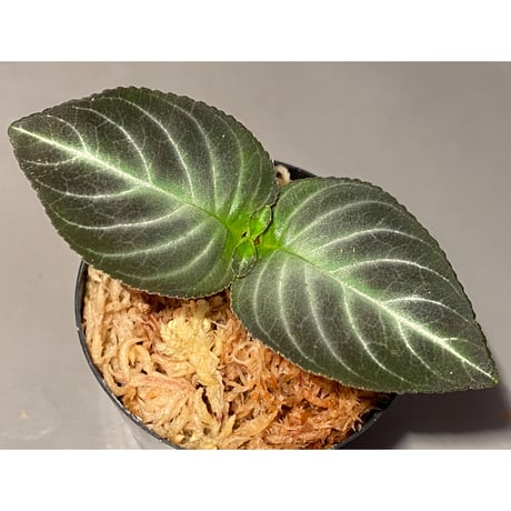 Gesneriaceae gen. from Kalimantan Barat