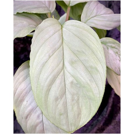 Homalomena sp. "Kayu Lapis" White Kal-barat [TB]