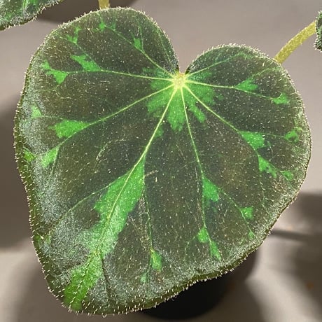 Begonia barsalouxiae