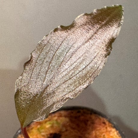 Homalomena sp. "Neon Purple" from Malaysia