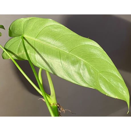 Philodendron sharoniae