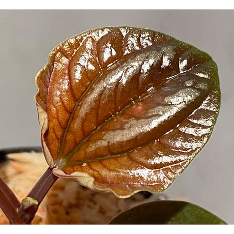 Peperomia rugosa from Ecuador