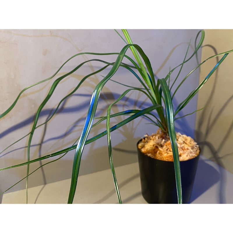Mapania sp. from 