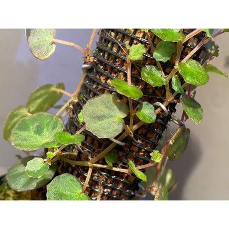 Begonia lichenora (sp.Mini) from Kalimantan Sarawak border [LA]