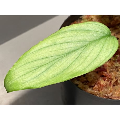 Homalomena sp. "Emerald Silver" from Kepulauan Riau  [KN]