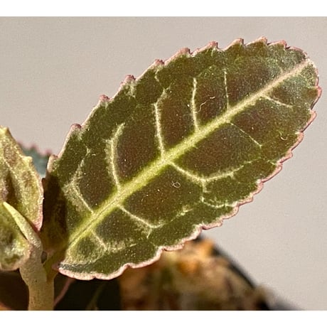 Emblemantha urnulata (Labisia sp.) from Riau sumatera [LA0815-01]
