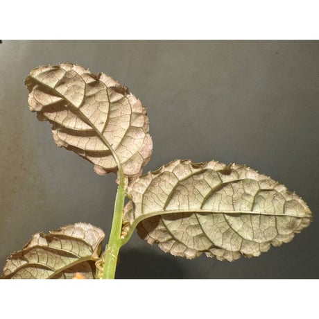 Ardisia sp. from Lao Cai-E [R0517-01]