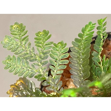 Selaginella picta