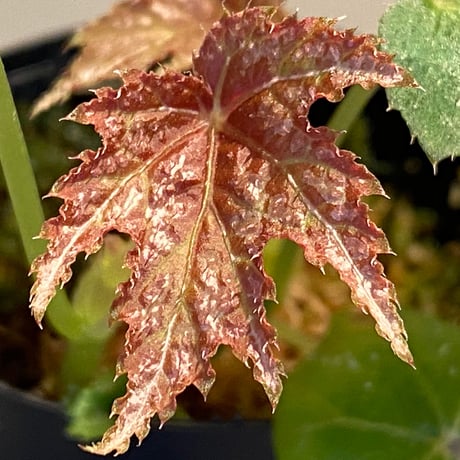 Begonia diadema from La Reunion [LA1114-02]