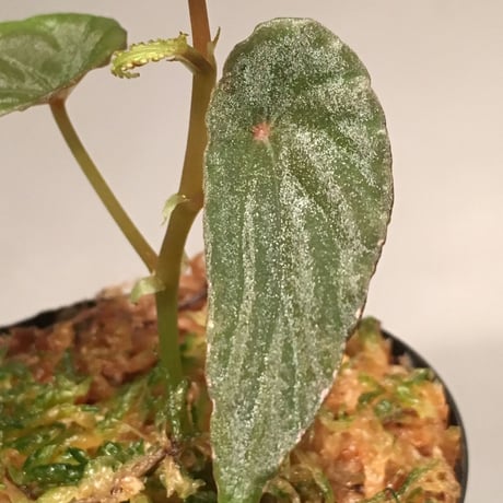 Begonia nothobaramensis from Brunei