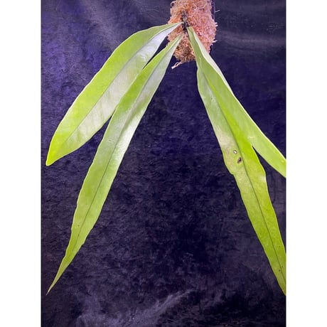Asplenium sp. from Sangkhlaburi Kanchanaburi Thailand