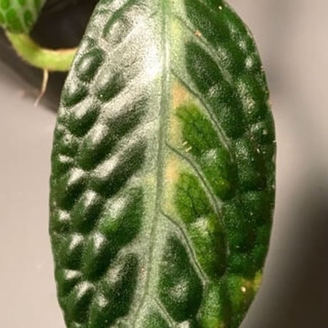 Argostemma sp. from Sulawesi