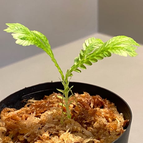 Selaginella sp. バリエガータ from "Nanga pinoh" [TB]