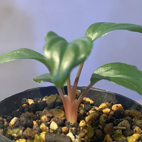 Homalomena sp. wf1 from Cameron Highlands [KZT]