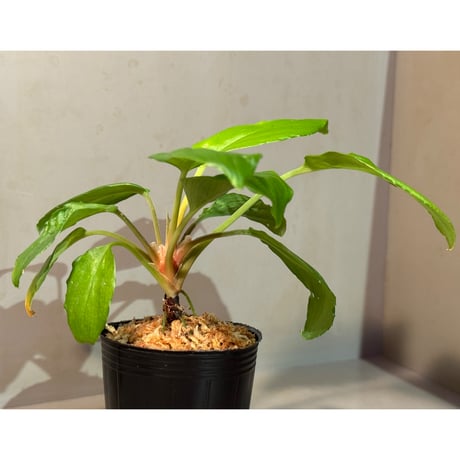 Homalomena sp. "Lingga-1 type GR" Pulau Lingga  [HW0622-01]