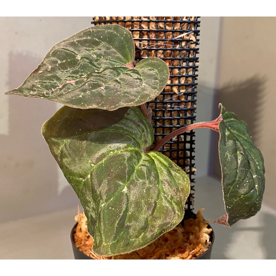 64367fcb427a88002c504308