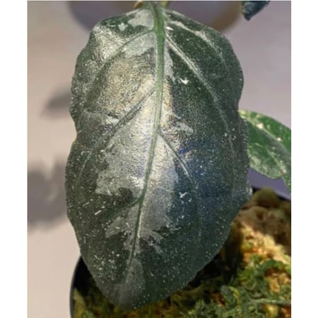 Gymnostachyum sp. from Aceh sumatera [LA1116-02]