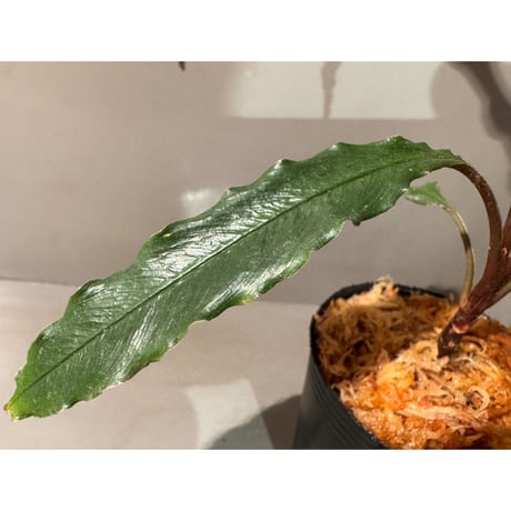 Schismatoglottis sp. "Dragon Tail" from Pangkalan Bun
