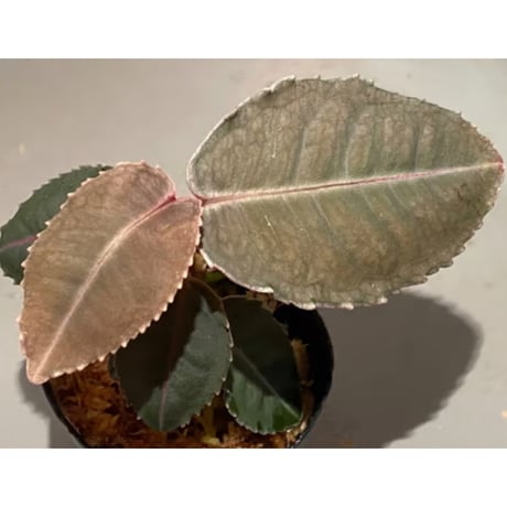 Labisia sp. from Malaysia [KN]