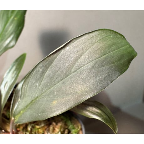 Homalomena sp. "濡烏" from Riau sumatera [LA0518-02]