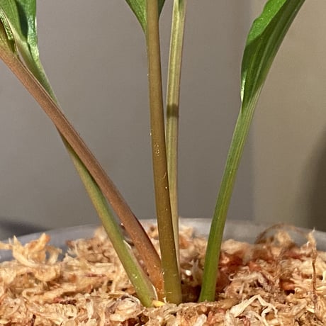 Homalomena sp. "Nanga pinoh" セミビロード Melawi Kal barat [TB]