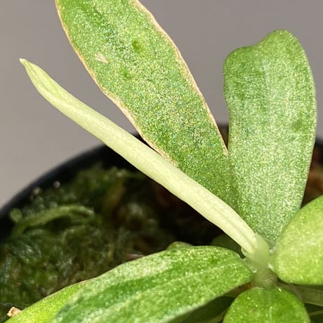 Schismatoglottis sp. "初霜錦" from Murung raya [LA0515-05]
