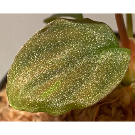 Homalomena sp. Red "Sabah-6" [R0515-03a] ①