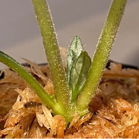 Ophiorrhiza? sp. "Kab. Sanggau" Kal barat [TB]